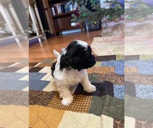 Lhasa Apso-Maltipoo Mix Puppy for sale in PUYALLUP, WA, USA