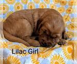 Puppy Liliac girl Golden Retriever