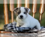 Puppy Howler American Pit Bull Terrier-Australian Shepherd Mix