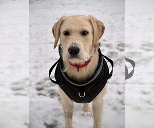 Golden Retriever-Unknown Mix Dogs for adoption in Arlington, VA, USA