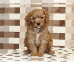 Small #2 Cavapoo (Miniature)