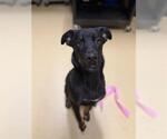 APOLLO - Male Rottweiler-Unknown Mix Dog for Adoption - Small photo