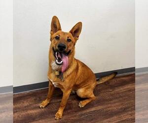 German Shepherd Dog-Unknown Mix Dogs for adoption in Missouri City, TX, USA