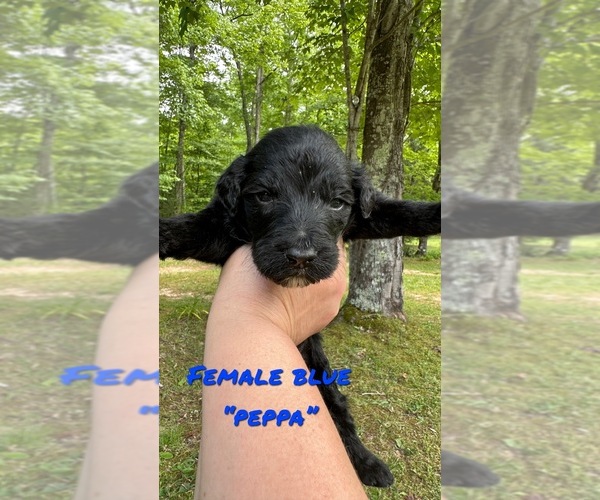 Medium Photo #2 Goldendoodle Puppy For Sale in WINFIELD, TN, USA