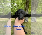 Small Photo #2 Goldendoodle Puppy For Sale in WINFIELD, TN, USA