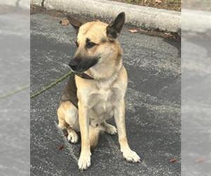 German Shepherd Dog Dogs for adoption in Palmetto, FL, USA