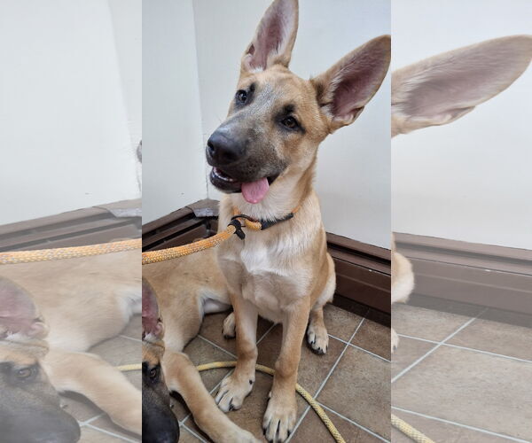 Medium Photo #6 German Shepherd Dog-Unknown Mix Puppy For Sale in Sebec, ME, USA