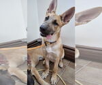 Small #5 German Shepherd Dog Mix