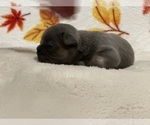 Small Photo #8 French Bulldog Puppy For Sale in MORENO VALLEY, CA, USA