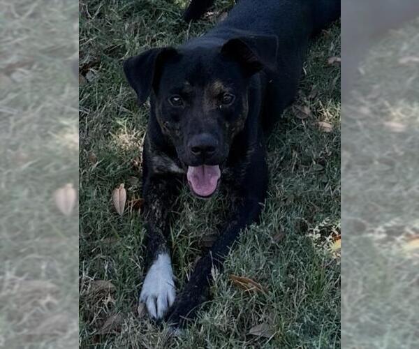 Medium Photo #2 Mutt Puppy For Sale in Texas City, TX, USA