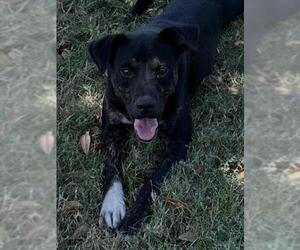 NIBBLET - Male Mutt Dog for Adoption - Photo #2