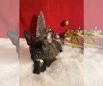 Small Photo #3 French Bulldog Puppy For Sale in FORT WORTH, TX, USA
