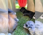 Small Photo #51 Aussiedoodle Miniature  Puppy For Sale in COMMERCE, MI, USA