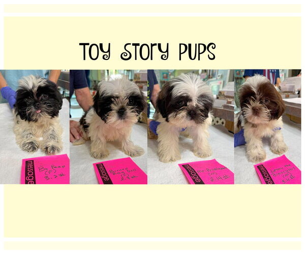 Medium Photo #1 Shih Tzu Puppy For Sale in Benton, LA, USA