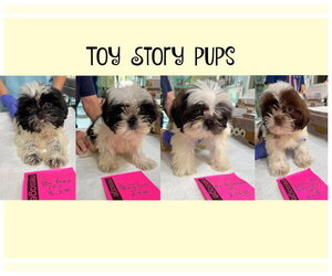 Shih Tzu Dogs for adoption in Benton, LA, USA