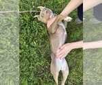 Small #14 American Pit Bull Terrier Mix