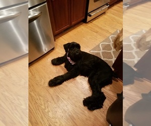 Schnauzer (Giant) Dog for Adoption in ACWORTH, Georgia USA