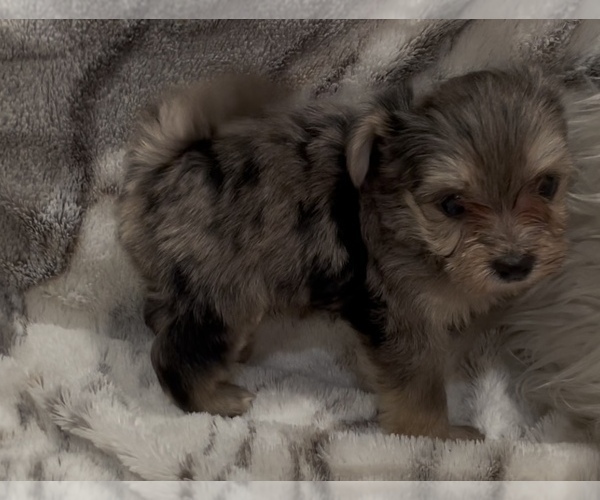 Medium Photo #4 Yorkshire Terrier Puppy For Sale in MOUNT CARMEL, PA, USA