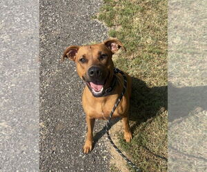American Pit Bull Terrier-Greyhound Mix Dogs for adoption in Williamsburg, IA, USA