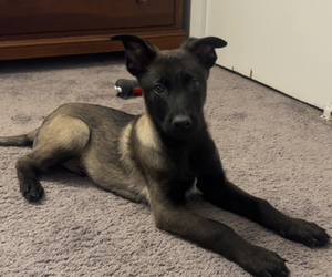 Belgian Malinois Puppy for sale in WALLINGFORD, CT, USA