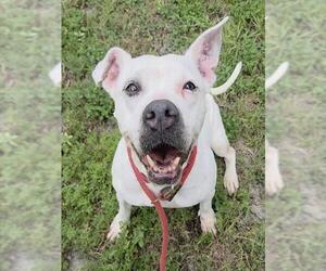 American Staffordshire Terrier Dogs for adoption in Fort Lauderdale, FL, USA
