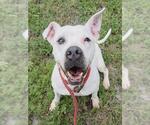 Small American Staffordshire Terrier