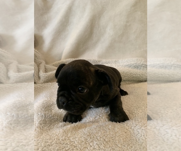 Medium Photo #8 French Bulldog Puppy For Sale in JOHNS ISLAND, SC, USA