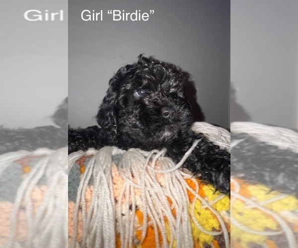 Medium Photo #1 Cockapoo (Miniature) Puppy For Sale in MURFREESBORO, TN, USA