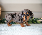 Puppy Annie Dachshund