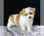 Small #2 Morkie