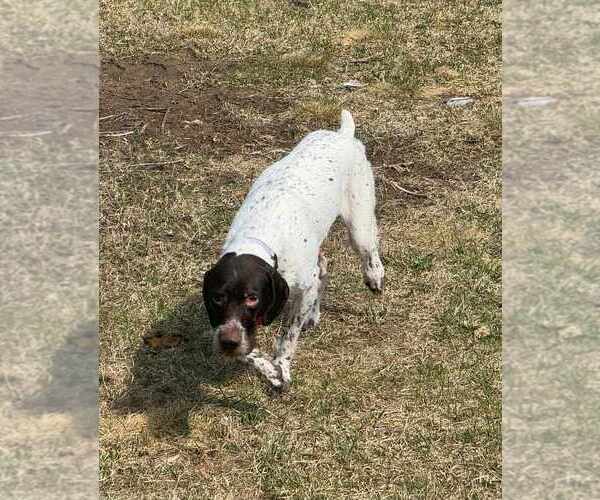 Medium Photo #4 German Wirehaired Pointer Puppy For Sale in Plymouth, MN, USA