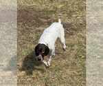 Small #3 German Wirehaired Pointer