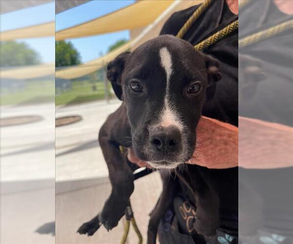 Medium Photo #1 Labrador Retriever-Unknown Mix Puppy For Sale in Tulsa, OK, USA