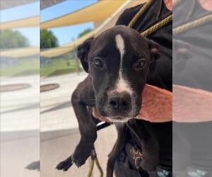 Labrador Retriever-Unknown Mix Dogs for adoption in Tulsa, OK, USA