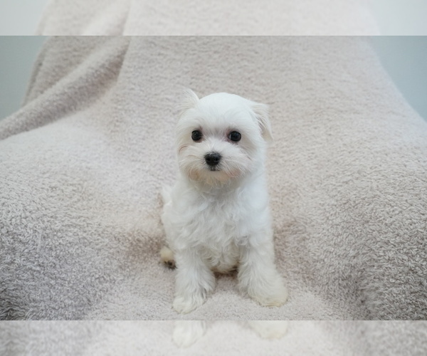 Medium Photo #9 Maltese Puppy For Sale in LOS ANGELES, CA, USA