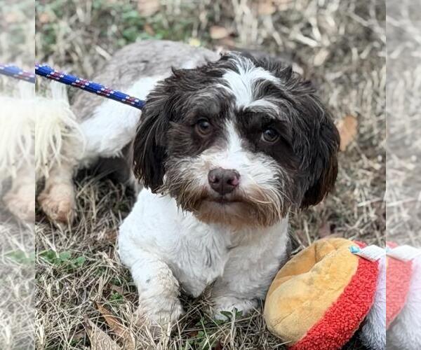 Medium Photo #3 Shih Tzu-Unknown Mix Puppy For Sale in Yardley, PA, USA