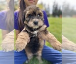 Small #5 Aussiedoodle