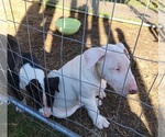 Small Photo #10 Bull Terrier Puppy For Sale in LONG BEACH, CA, USA
