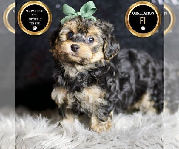 Medium Photo #1 YorkiePoo Puppy For Sale in WARSAW, IN, USA