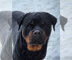 Small Photo #20 Rottweiler Puppy For Sale in WRAY, CO, USA