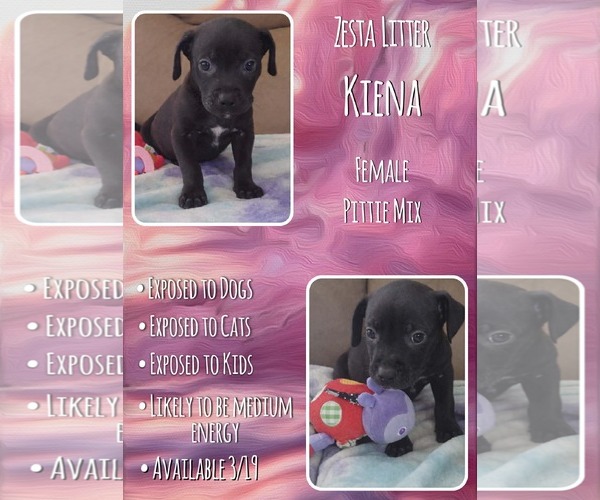 Medium Photo #1 Mutt Puppy For Sale in Jacksonville, NC, USA