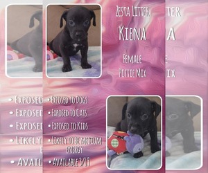 Mutt Dogs for adoption in Jacksonville, NC, USA