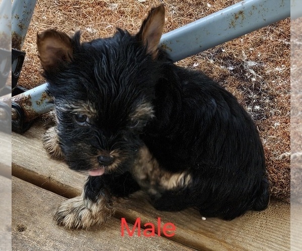 Medium Photo #7 Yorkshire Terrier Puppy For Sale in CONKLIN, NY, USA