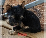Small #6 Yorkshire Terrier