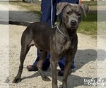 Small #1 Blue Lacy Mix