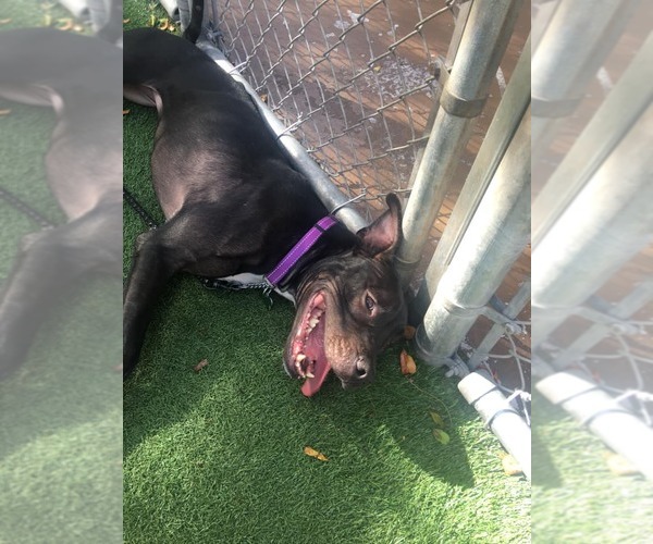 Medium Photo #37 Mutt Puppy For Sale in Pompano Beach , FL, USA
