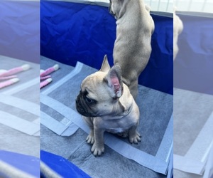 French Bulldog Puppy for sale in FONTANA, CA, USA
