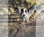 Small Catahoula Leopard Dog Mix