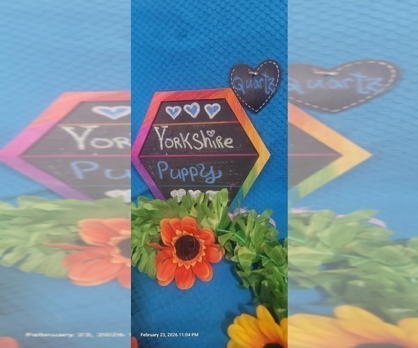 Medium Photo #13 Yorkshire Terrier Puppy For Sale in AKRON, OH, USA