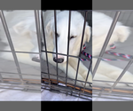 Small #1 Golden Pyrenees